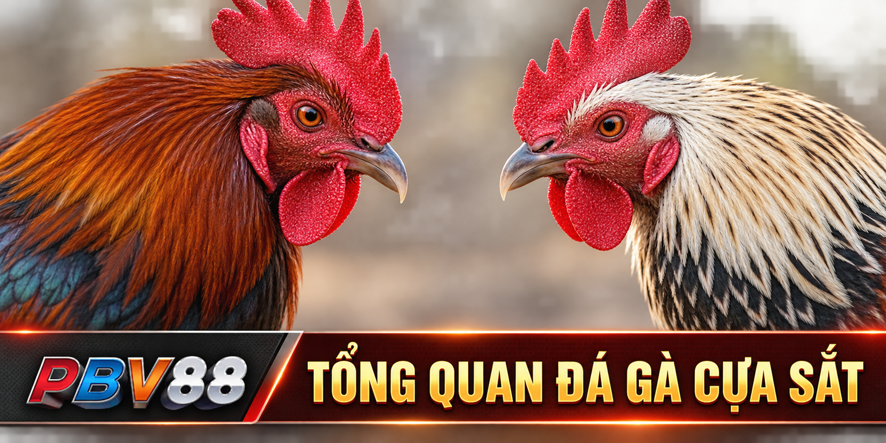Tổng quan đá gà cựa sắt
